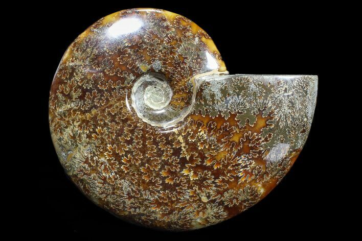 Polished, Agatized Ammonite (Cleoniceras) - Madagascar #88340
